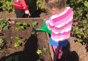 Dzieci sadzą sadzonki owocowe5